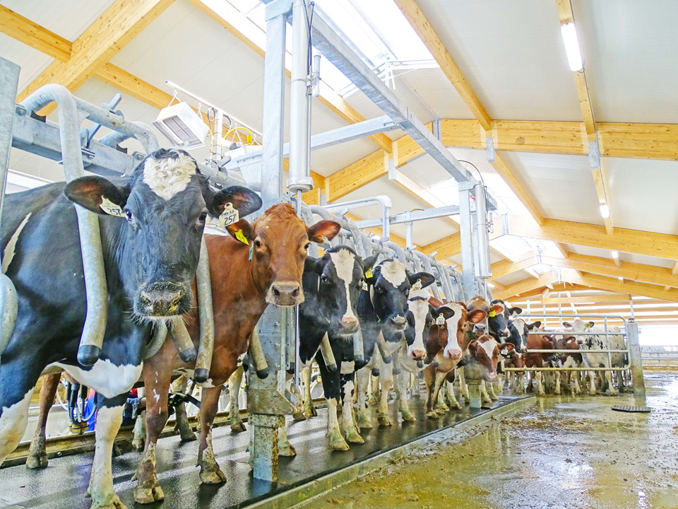 Verhoef Dairy Farm Dairy Lane Systems Milking Parlour